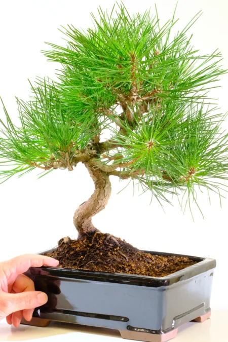 Hardy evergreen Pinus thunbergii bonsai for sale in black pot