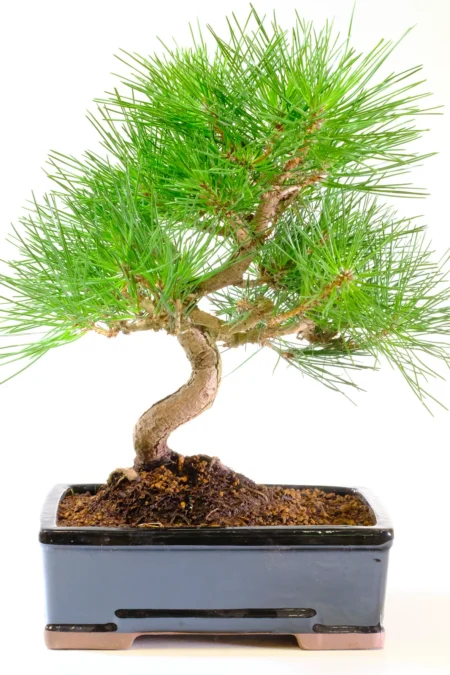 Impressive 17-Year-Old Japanese Black Pine Bonsai – Premium Pinus thunbergii