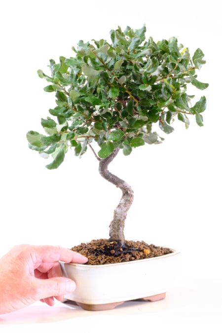 A Bonsai That Evolves with the Seasons
