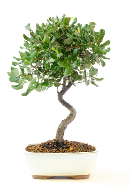 Cork Bark Oak Bonsai Tree | Quercus suber