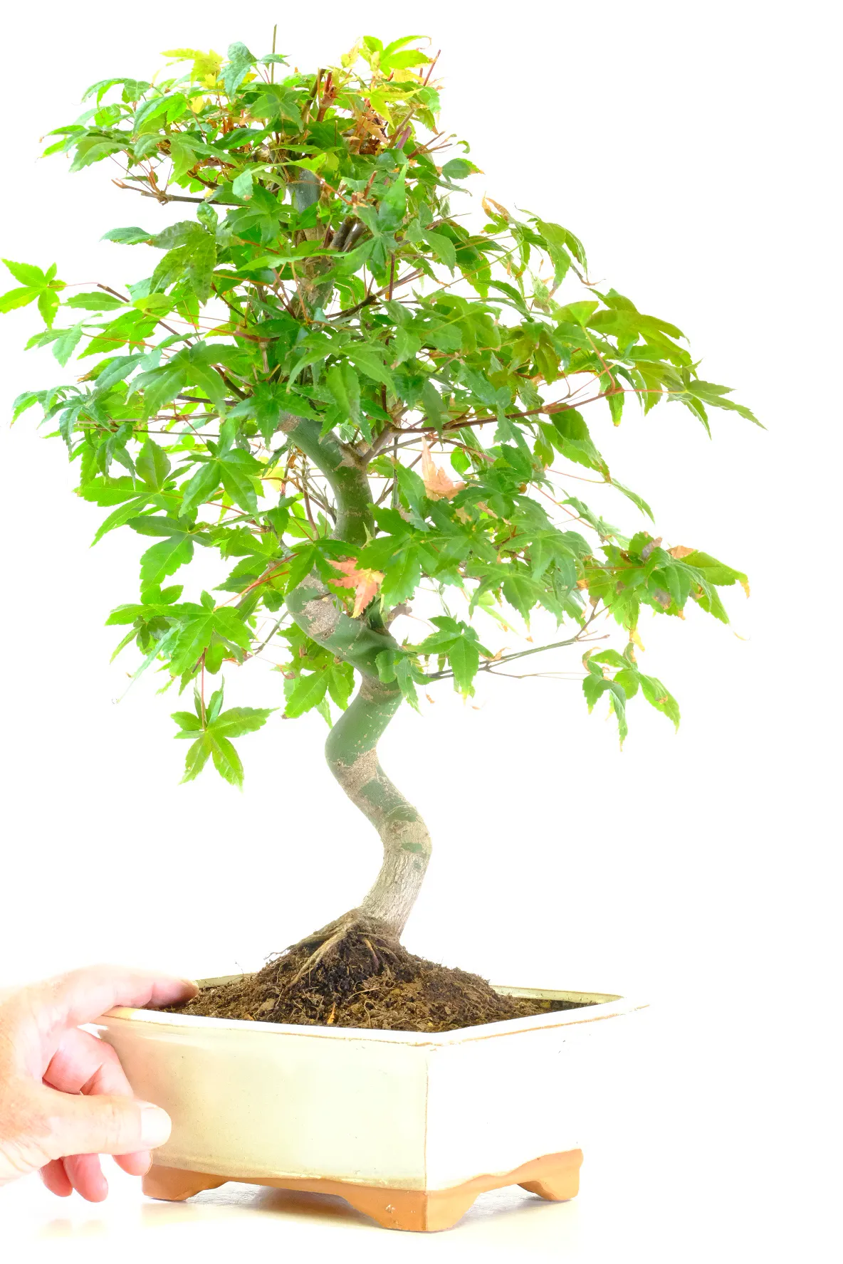 Tall impressive red maple bonsai for sale - Free delivery available