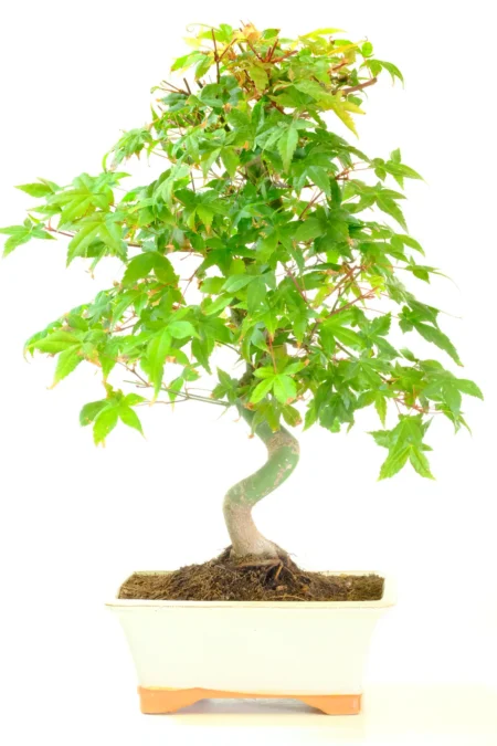 15 Year Old Acer Palmatum 'Deshojo' (Japanese Red Maple) Outdoor Bonsai Tree with Beautiful Root Flare