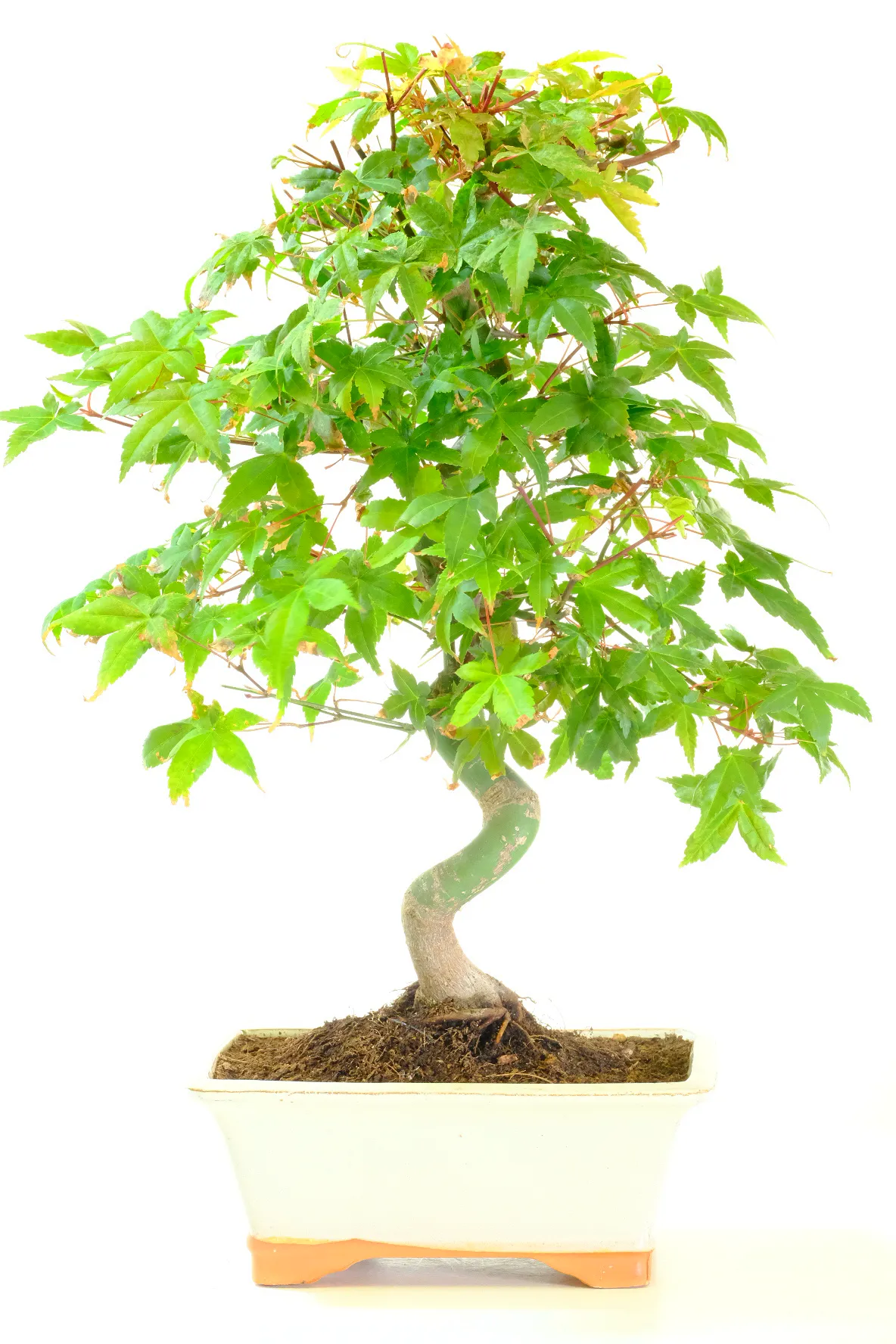 15 Year Old Acer Palmatum 'Deshojo' (Japanese Red Maple) Outdoor Bonsai Tree with Beautiful Root Flare