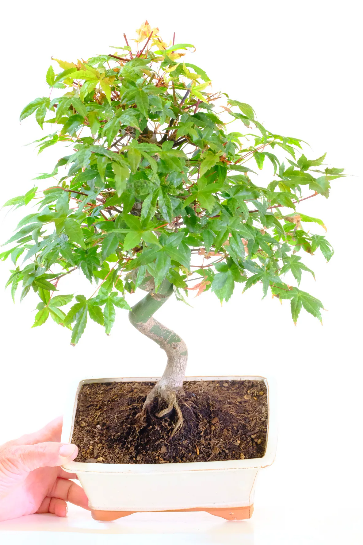 Acer palmatum deshojo maple bonsai for sale in cream pot