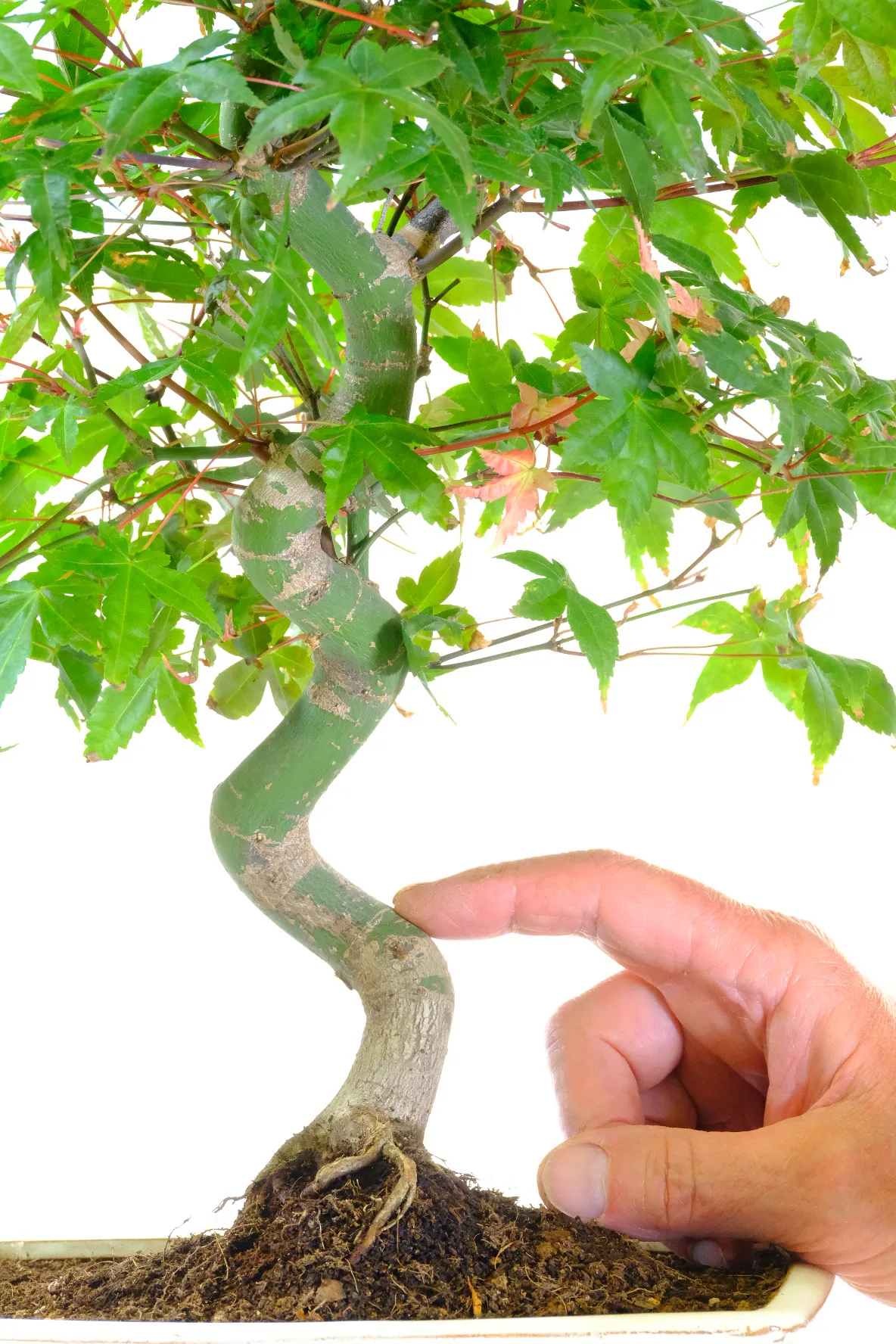 Japanese Red Maple Bonsai Tree | Acer palmatum ‘Deshojo’ | 15 Years Old