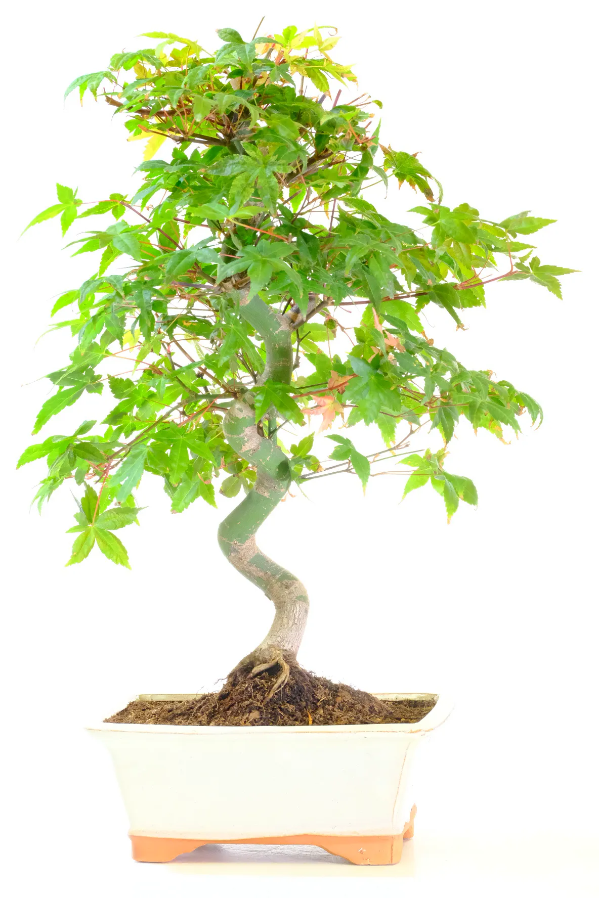 Japanese Maple bonsai for sale | Large & Twisting