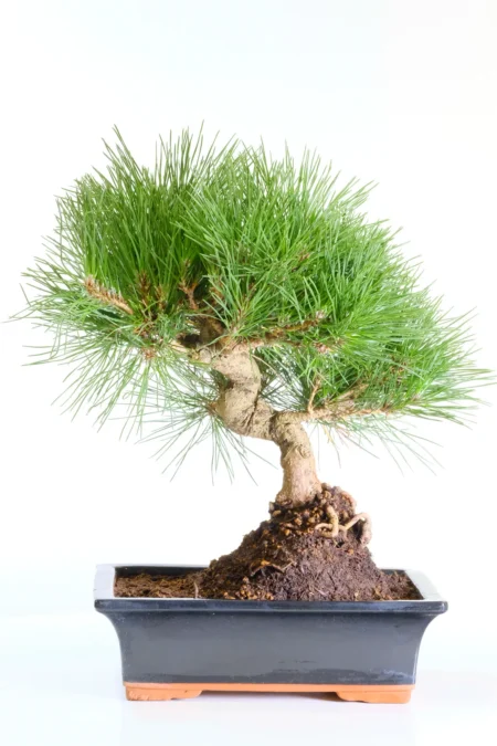 18-Year-Old Black Pine Bonsai Tree (Pinus thunbergii) with Elevated Nebari in Gloss Black Bonsai Pot