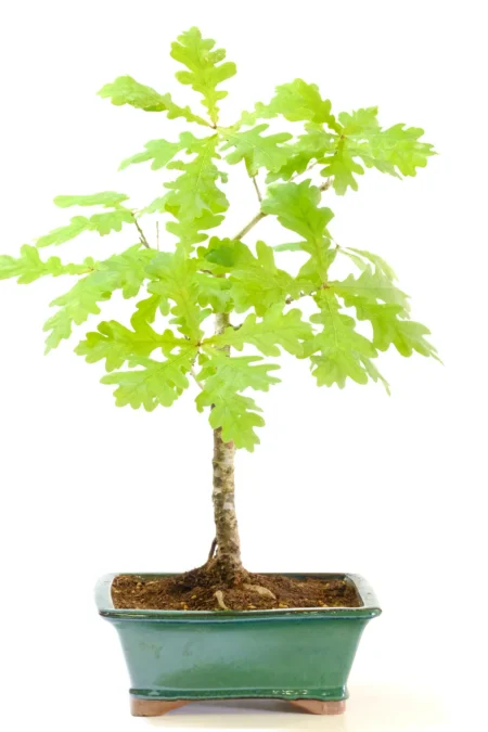 12-Year-Old English Oak Bonsai Tree – Informal Upright Quercus robur in a Forest Green Glazed Ceramic Pot