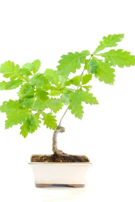 9-Year-Old English Oak Outdoor Bonsai – Quercus robur in an Ivory Glazed Ceramic Pot