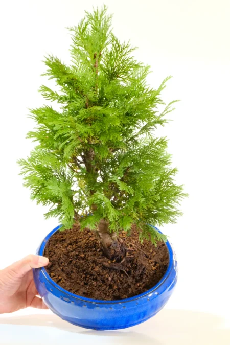 Chamaecyparis lawsoniana in a Royal Blue Ceramic Pot