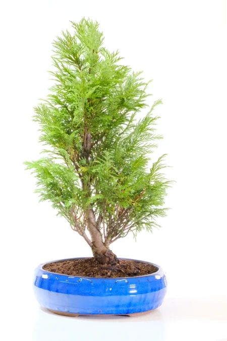 15-Year-Old Lawson's Cypress Bonsai