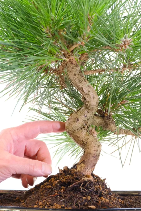 Twisty trunk with gnarly bark and refined needles