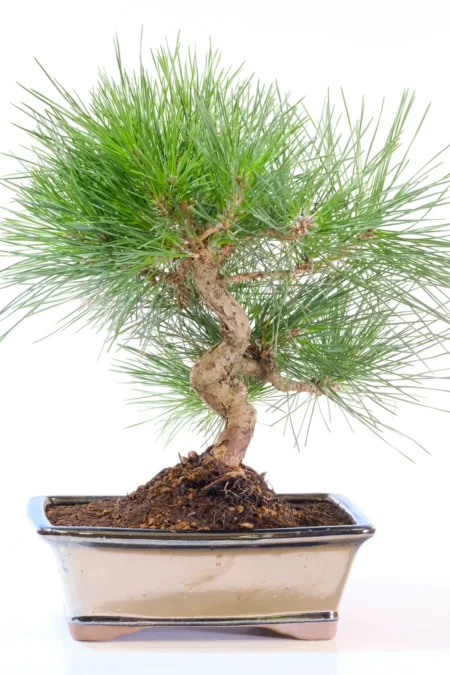 Phenomenal Black Pine outdoor bonsai tree for sale