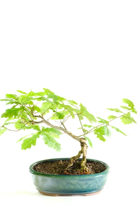 Quercus robur English Oak Bonsai: A Captivating Masterpiece with Amazing Potential