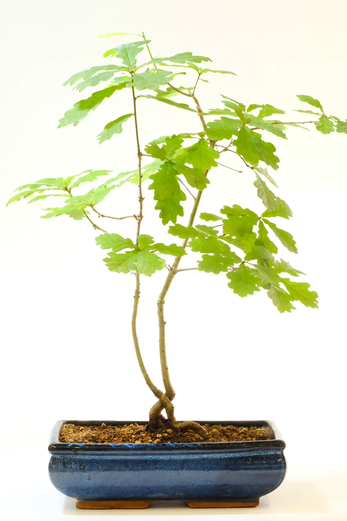 A very natural bonsai ready to be shaped and styled to your taste!