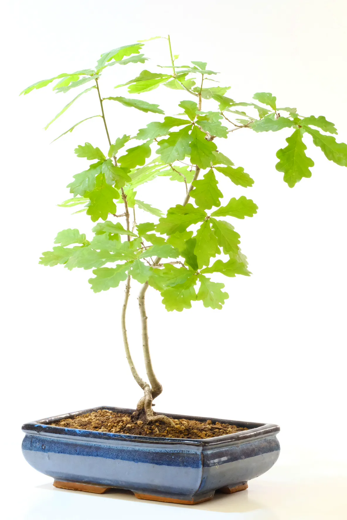 Spectacular English Oak outdoor bonsai