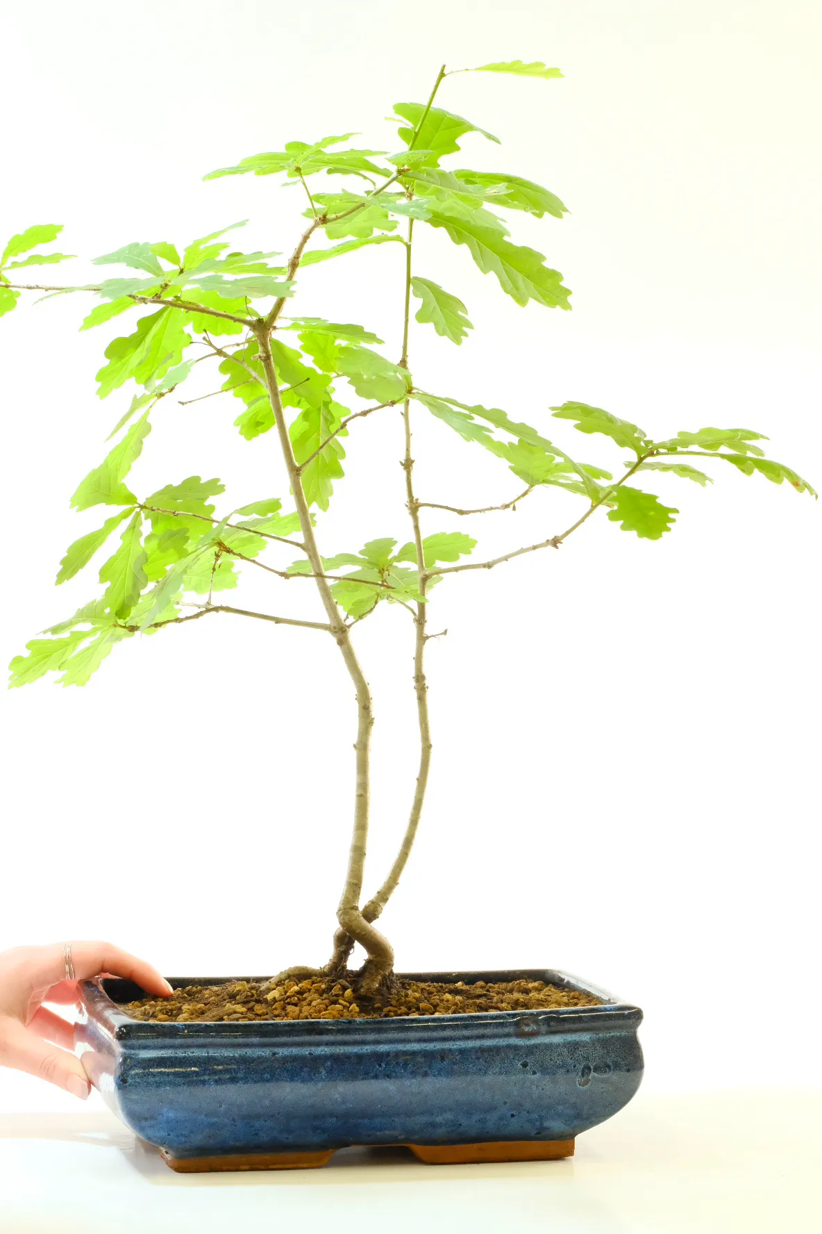 Starter English Oak Twin Bonsai Tree