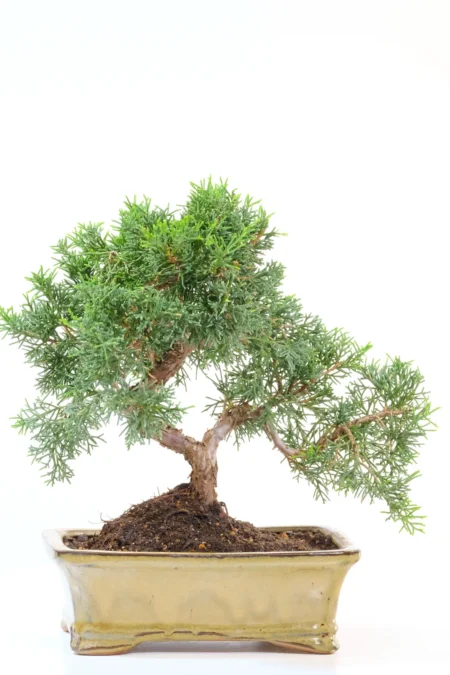 Quality Hardy Juniper Evergreen Bonsai Tree