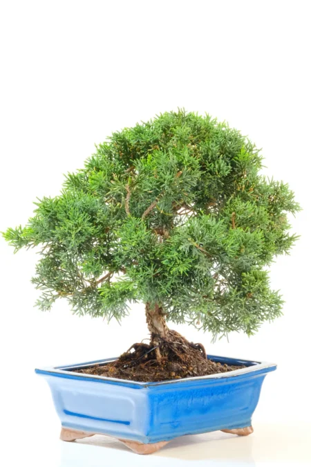 Dwarf Chinese Juniper bonsai favourite for sale
