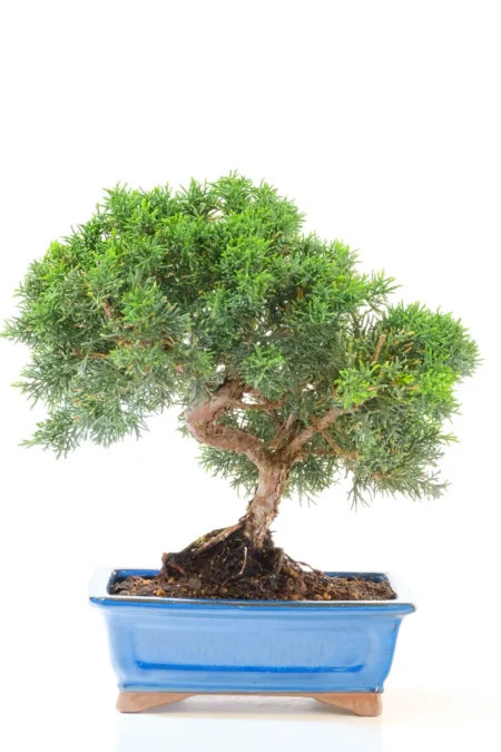 Classic Hardy Chinese Juniper Bonsai Tree | Juniperus chinensis Evergreen Bonsai