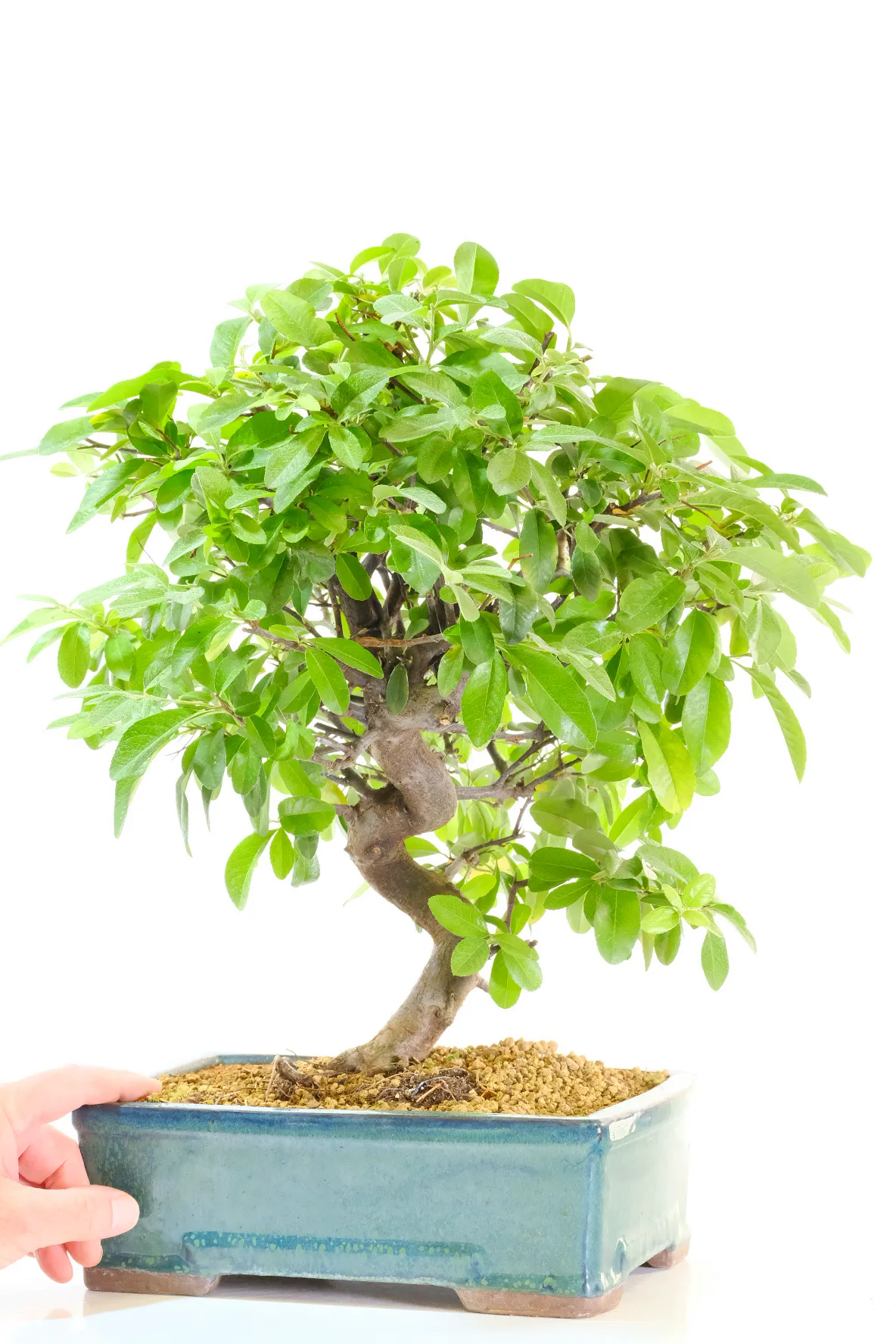 Powerful and commanding Pyracantha hardy outdoor Bonsai tree for sale