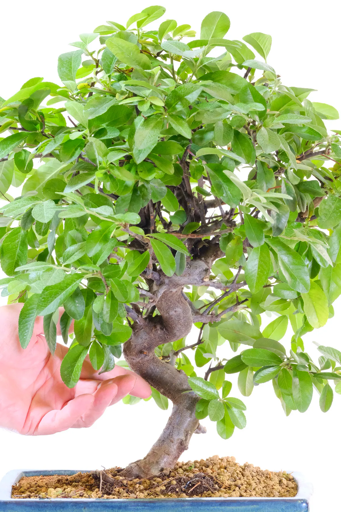 White summer flowers and orange autumnal fruits on this pyracantha bonsai tree