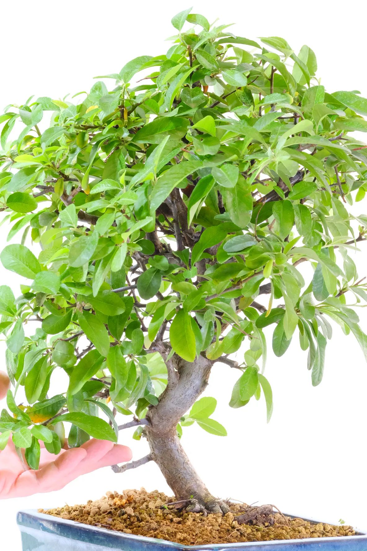 Grown with love on our rural nursery in Mid Devon, this 17-year-old Pyracantha bonsai, or Firethorn, is a true display of patience and passion.