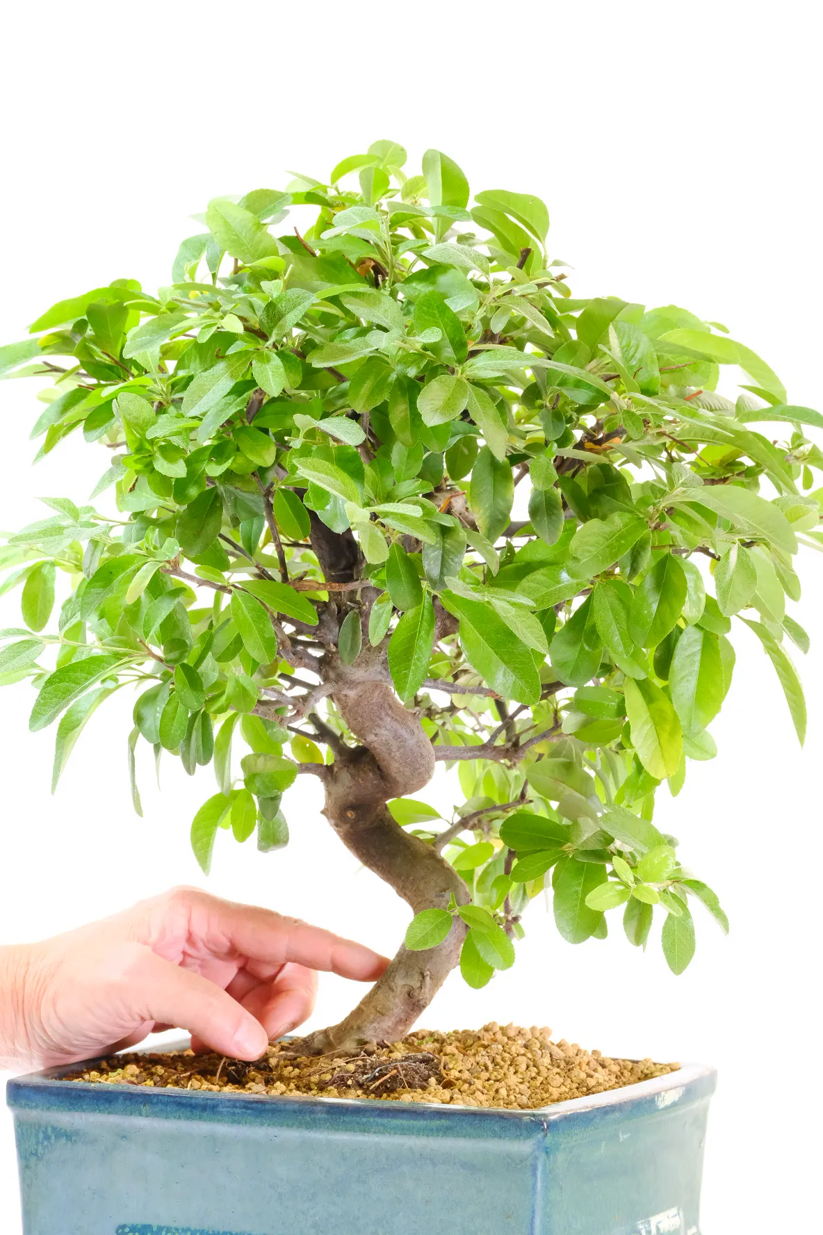 Twisty Serpentine Pyracantha Bonsai – 17 Years of Care and Craft