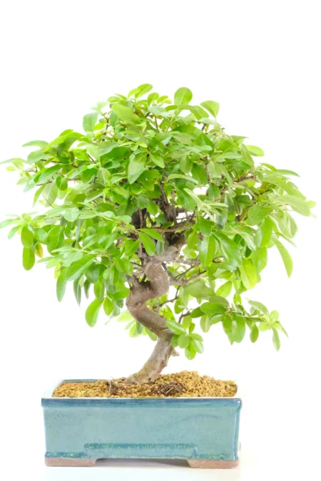 Powerful & commanding Evergreen Flowering Pyracantha with Prolific Berries & White Spring Blossom