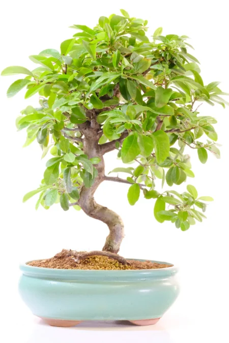 18-Year-Old Firethorn (Pyracantha) Bonsai Tree | Mature Outdoor Bonsai with Vibrant Orange Berries in a Sage Green Oval Bonsai Pot