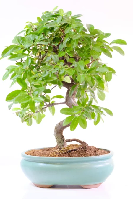 Twisty Flowering Pyracantha Bonsai | Orange Autumnal Berries