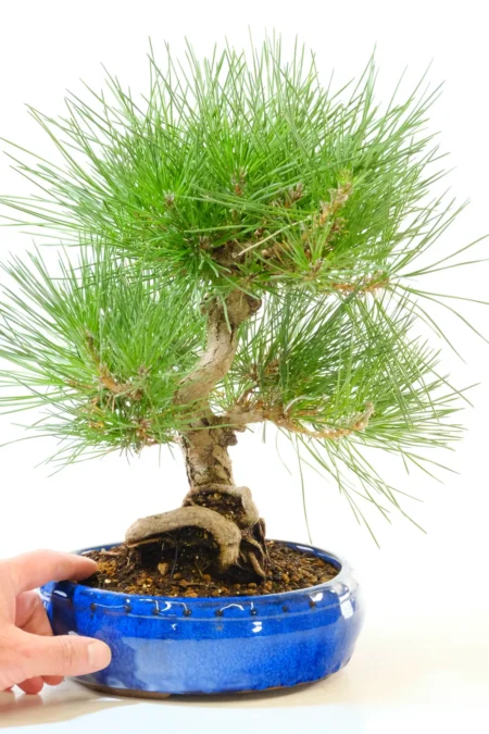 High quality Black pine bonsai for sale | Hardy & Evergreen