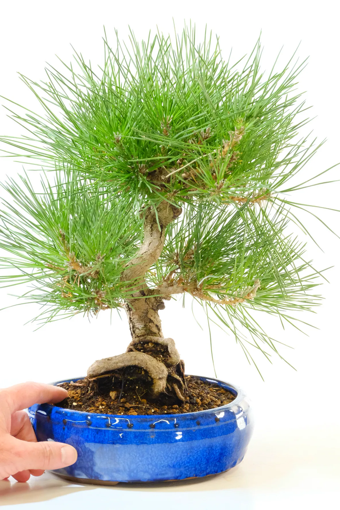 High quality Black pine bonsai for sale | Hardy & Evergreen