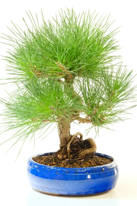 Japanese Black Pine Bonsai ~ 15 year old Pinus thunbergii Bonsai Tree