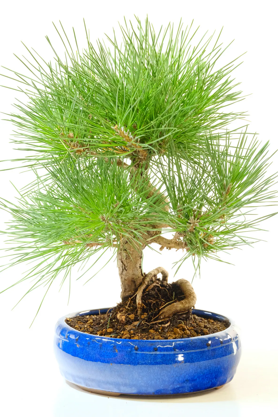 Japanese Black Pine Bonsai ~ 15 year old Pinus thunbergii Bonsai Tree