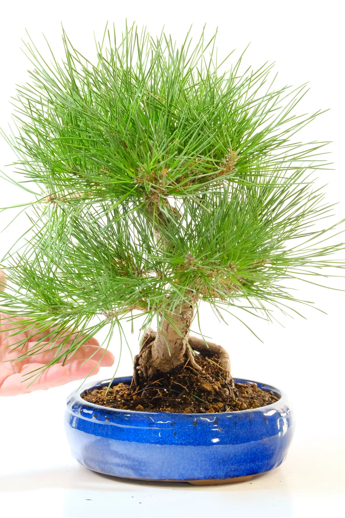 Special Pinus thunbergii bonsai in new royal blue pot