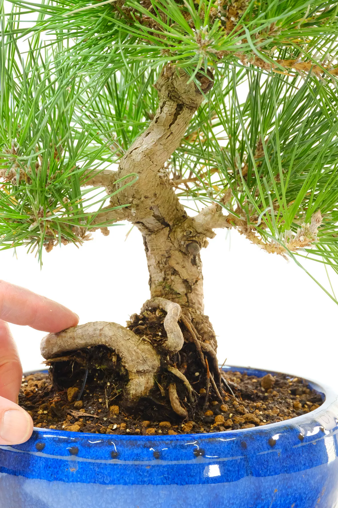 Amazing root flare of this Japanese Black Pine Bonsai tree