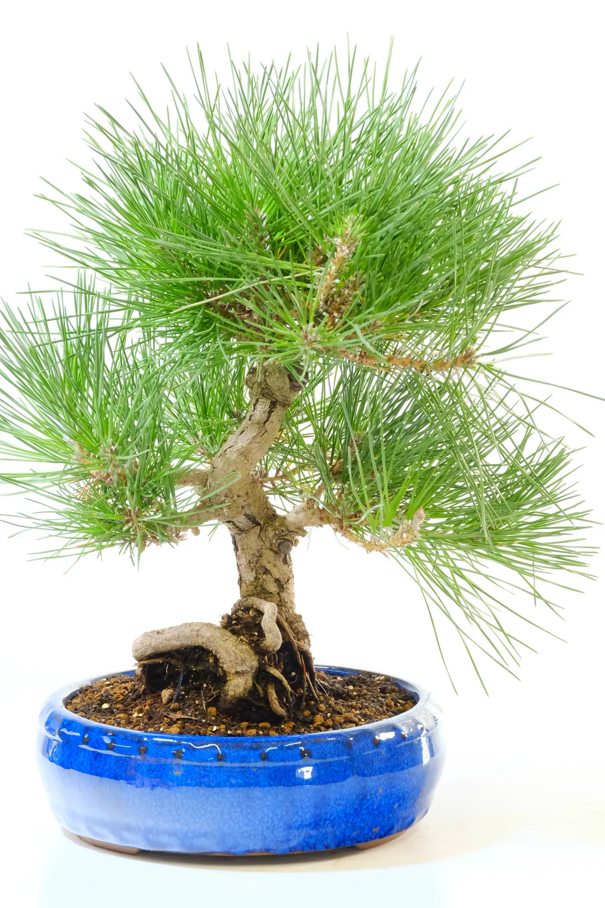15-Year-Old Pinus thunbergii Bonsai Tree – Japanese Black Pine