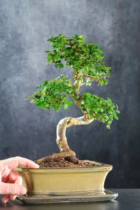 Free bonsai delivery to most of the UK on the date you select