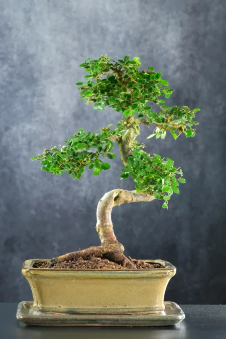15 Year Old Chinese Elm Bonsai Tree | Stunning Exposed Nebari & Lush Full Canopy