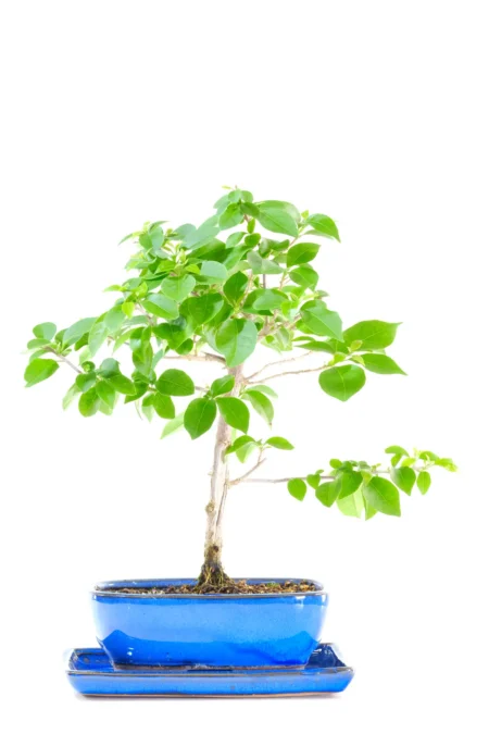 Flowering Bougainvillea Bonsai Tree | Beautiful Colour and Lasting Beauty