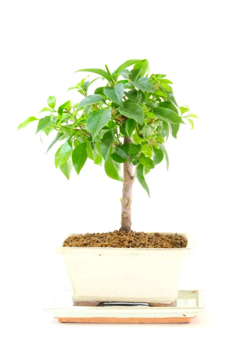 Flowering Bougainvillea Bonsai Tree | Elegant Colour & Mediterranean Charm