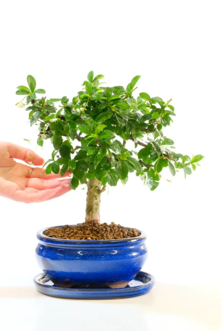 Flowering Contemporary Indoor Bonsai | Little Cutie
