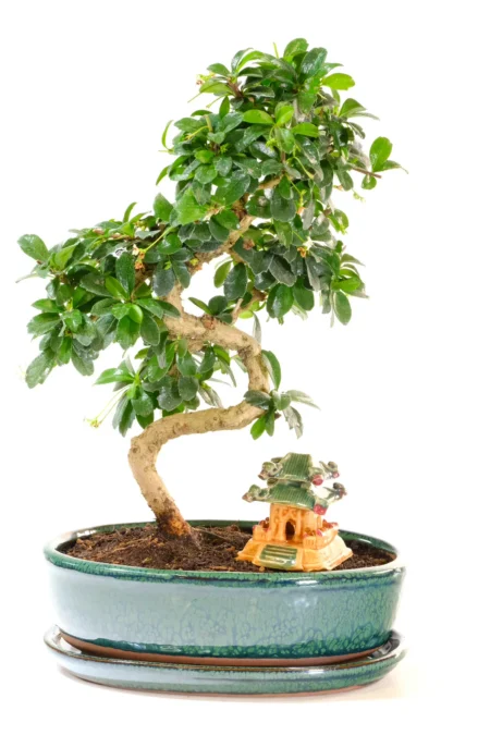 Premium Quality Flowering Fukien Tea Bonsai with Graceful Curves and Clean Lines