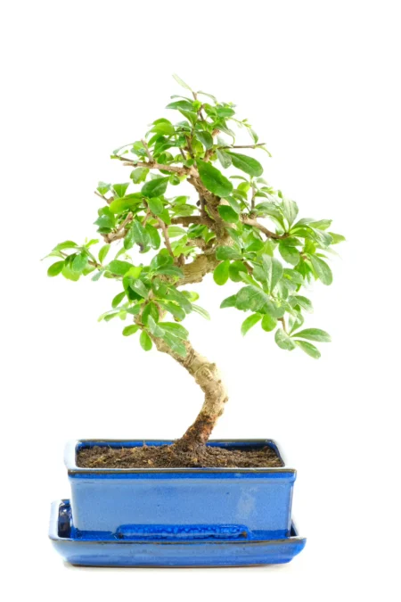 Flowering Easy Care Bonsai Tree - Carmona microphylla