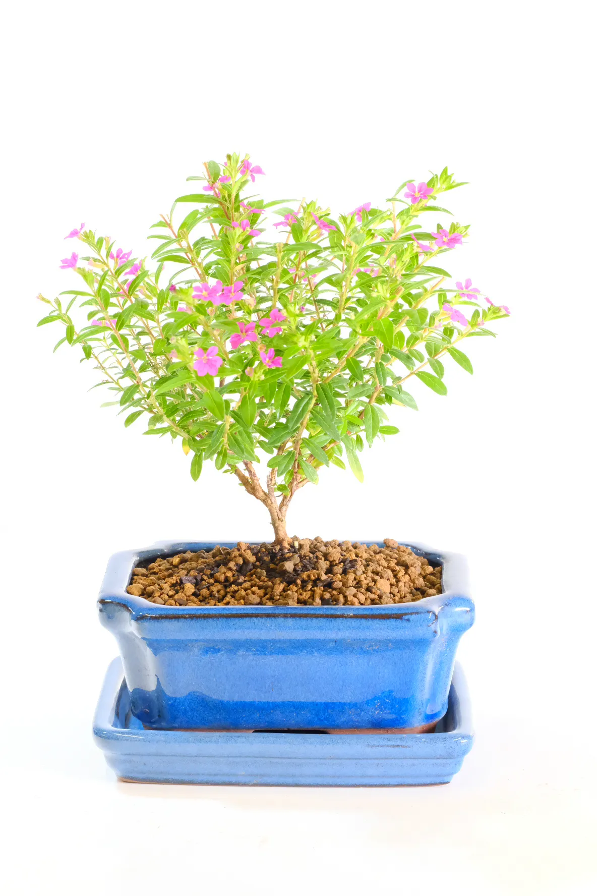 Cuphea Evergreen Indoor Miniature Indoor Tree with Cheerful Purple Flowers