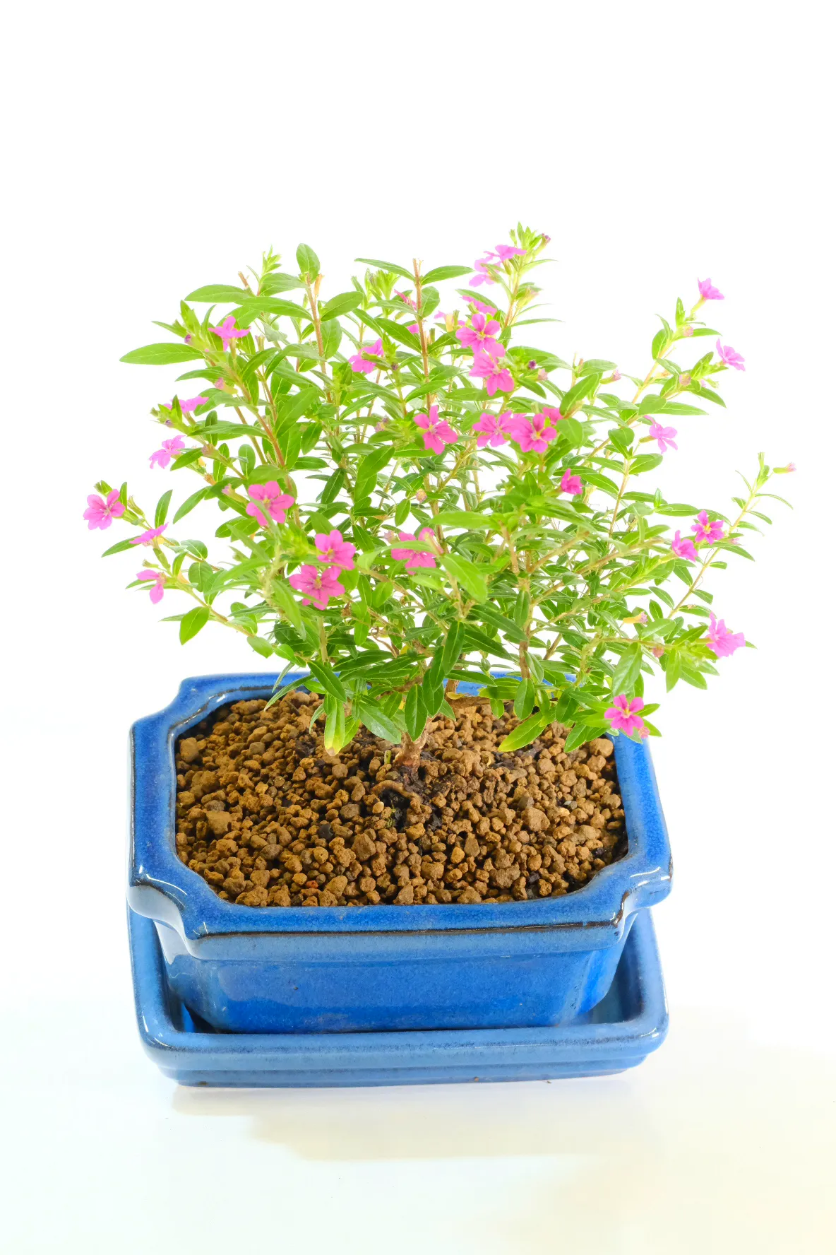A Flowering Bonsai Full of Future Potential