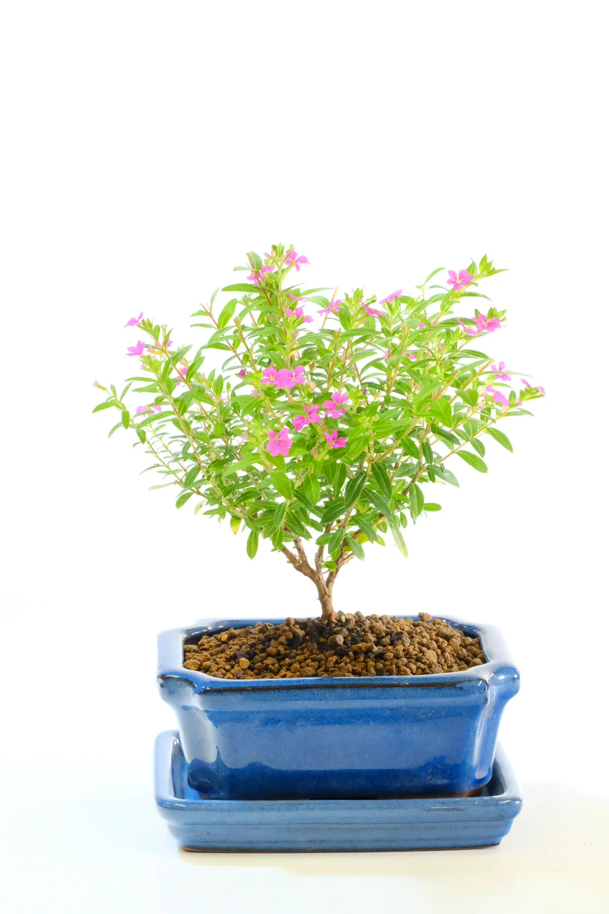 Miniature Cuphea Bonsai Tree (Mexican Heather) – Flowering Bonsai in Leaden Blue Pot