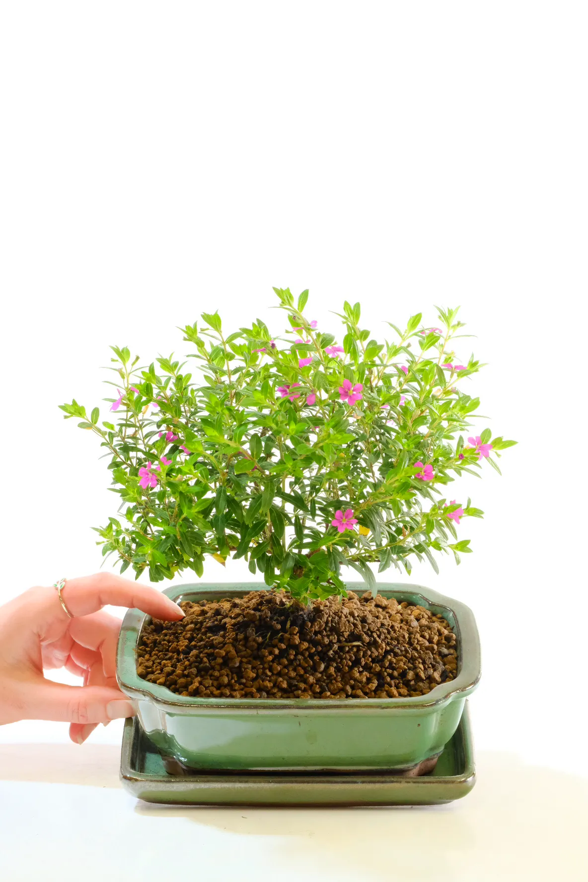 A flowering bonsai full of seasonal colour