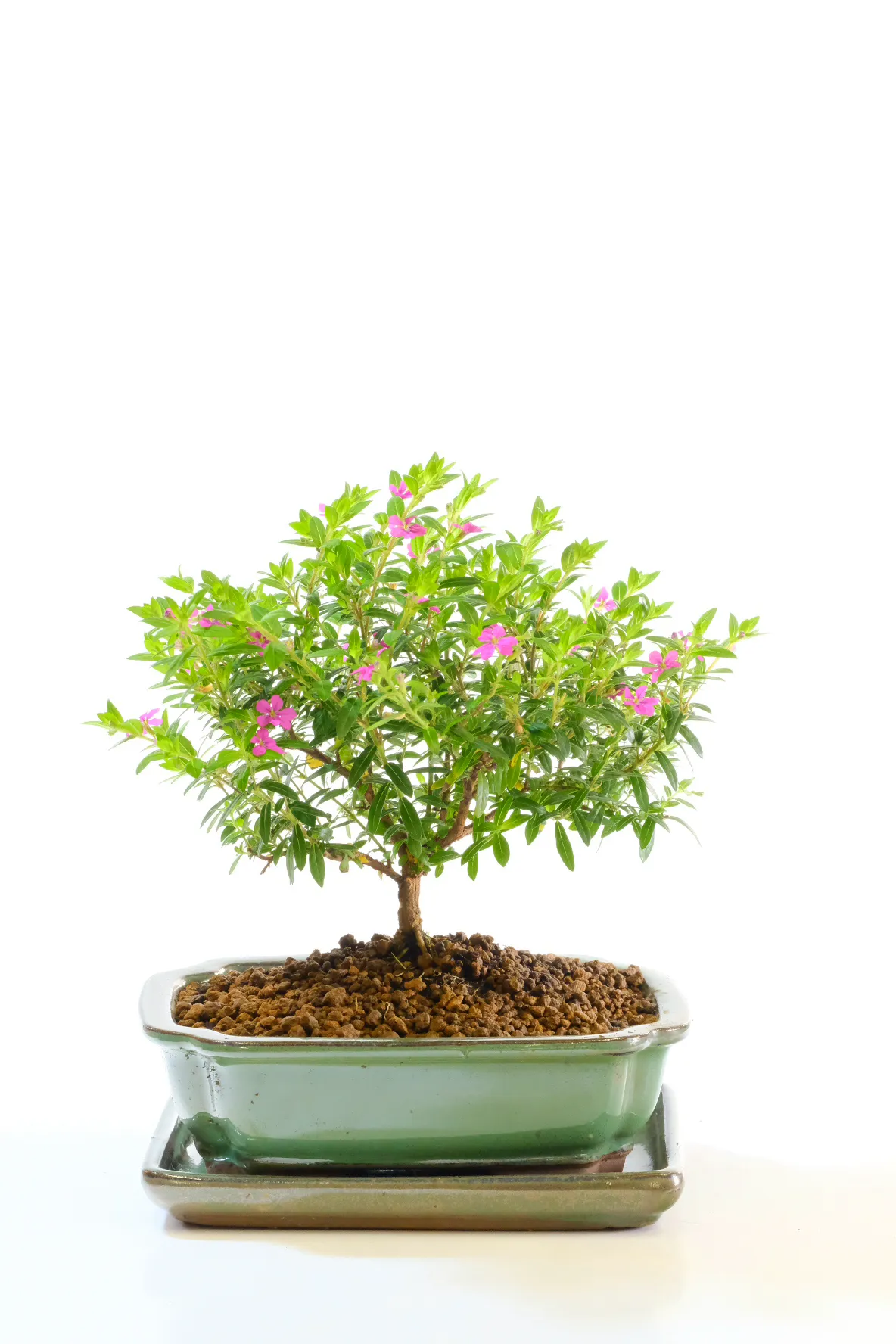 Cuphea Evergreen: A Petite Indoor Tree with Delightful Purple Blooms